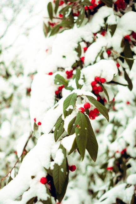 A snow-laden branch with vibrant red berries, capturing the essence of winter.