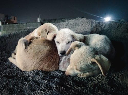 Δωρεάν στοκ φωτογραφιών με ινδικά σκυλιά, μωρά σκυλιά, σκύλοι