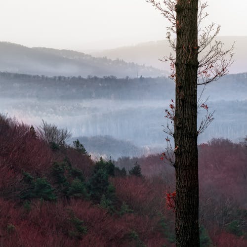 Kostenloses Stock Foto zu alleinig, baum, baumstamm