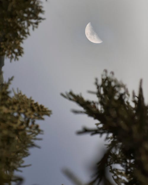 Crescent Moon against Clear Sky Photographed from between the Trees