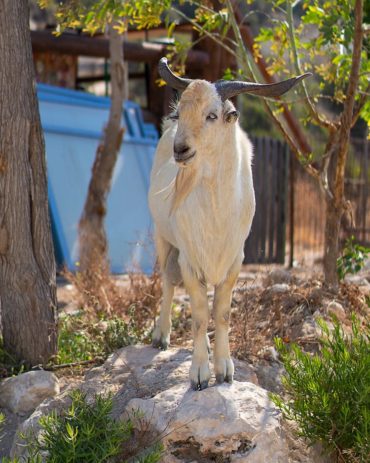 Calm Purebred Goat Standing In Farm Backyard In Sunlight