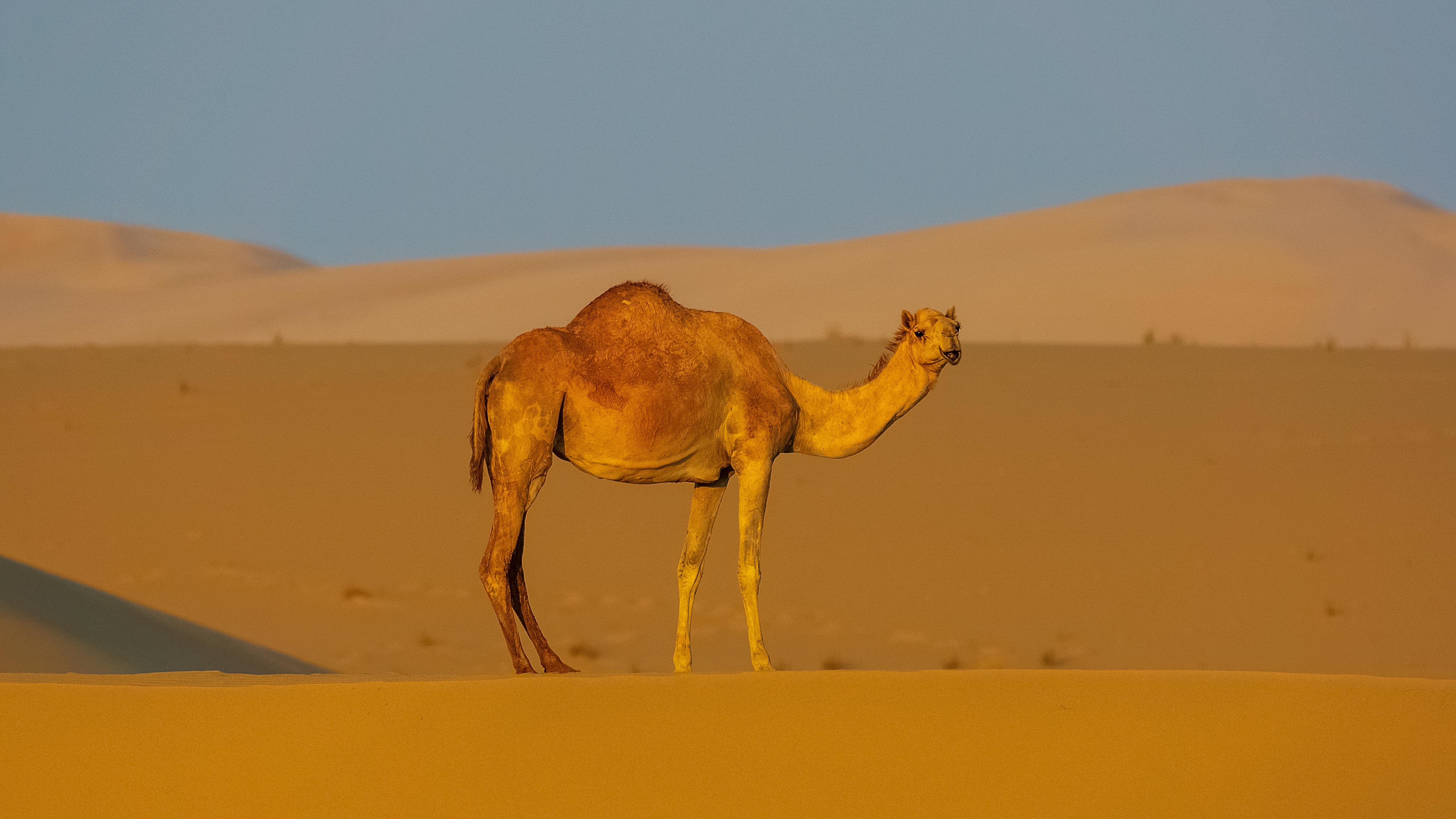 Attentive Camel Standing On Sandy Dune In Desert · Free Stock Photo