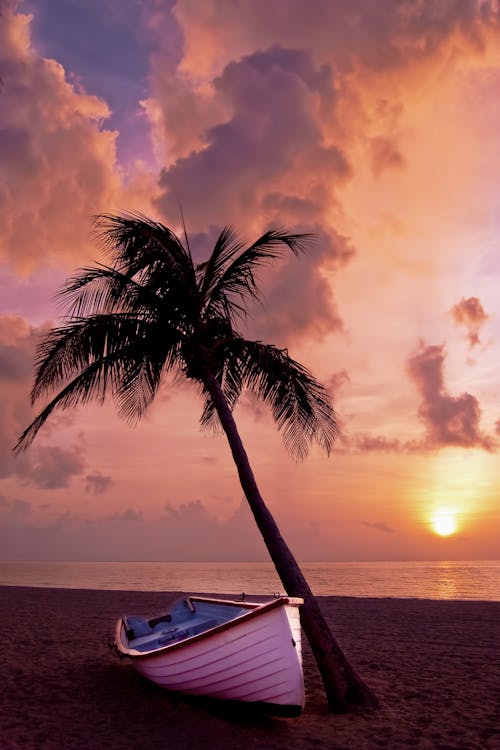 Free White Boat Beside Tree Under Orange Sky during Sunset Stock Photo