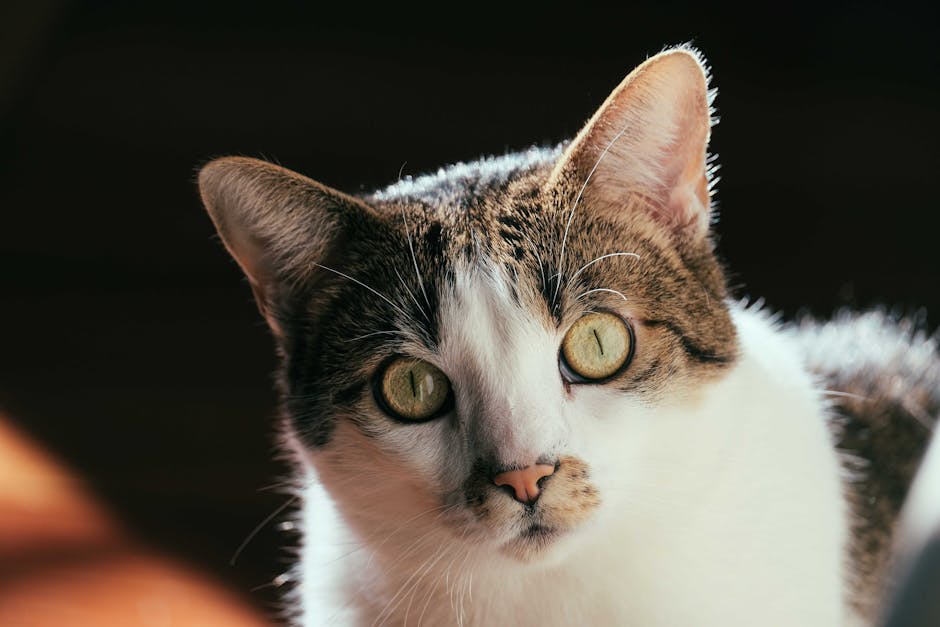 What are the healthiest cat breeds?