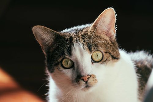 Free Attentive cute cat with green eyes looking at camera while sitting on floor at home in daylight Stock Photo