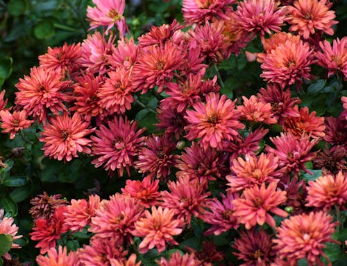 Fotobanka s bezplatnými fotkami na tému burgundské, červená, fuchsia kvetina