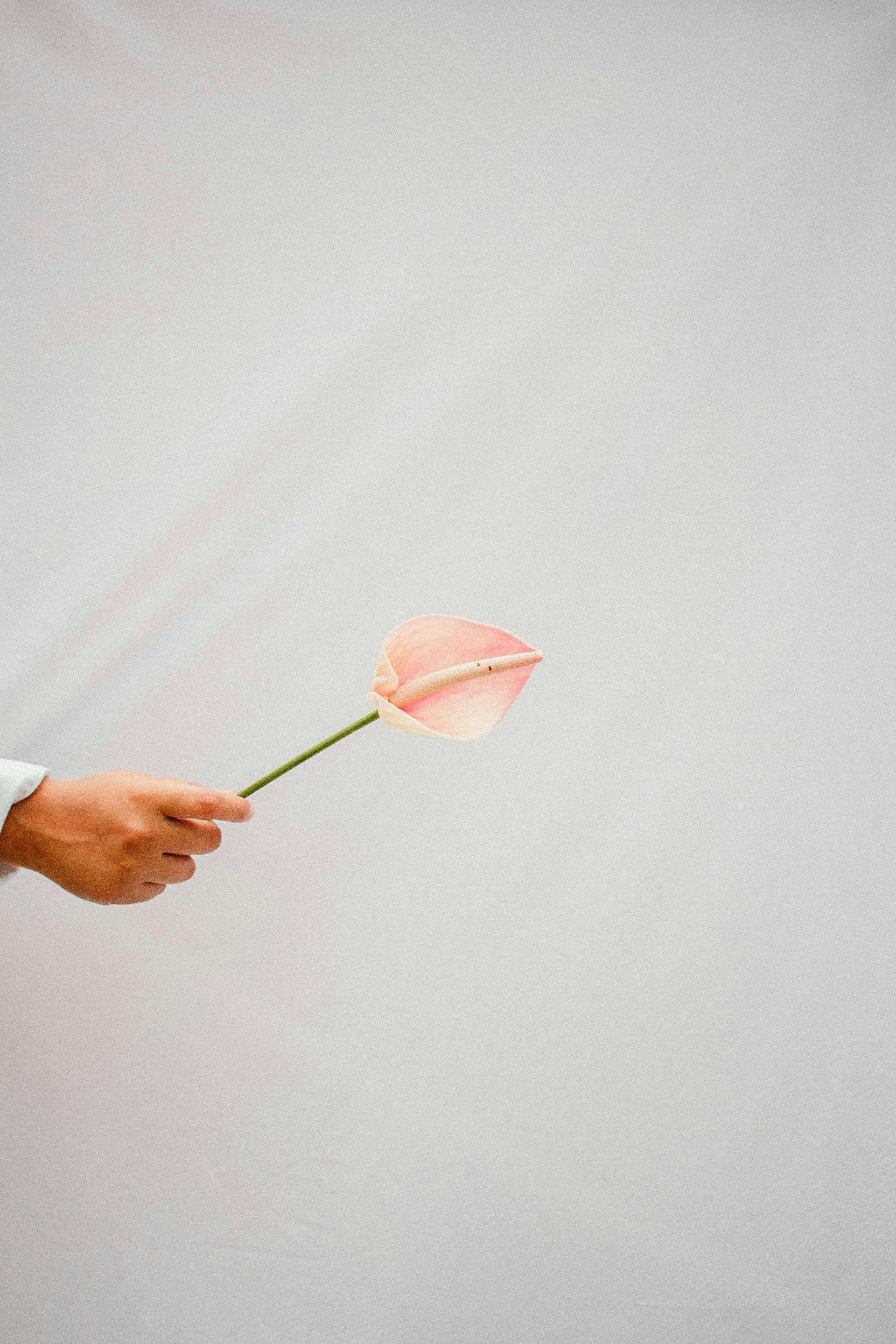 A simple portrayal of a hand holding a pink flower against a white backdrop, emphasizing minimalism.