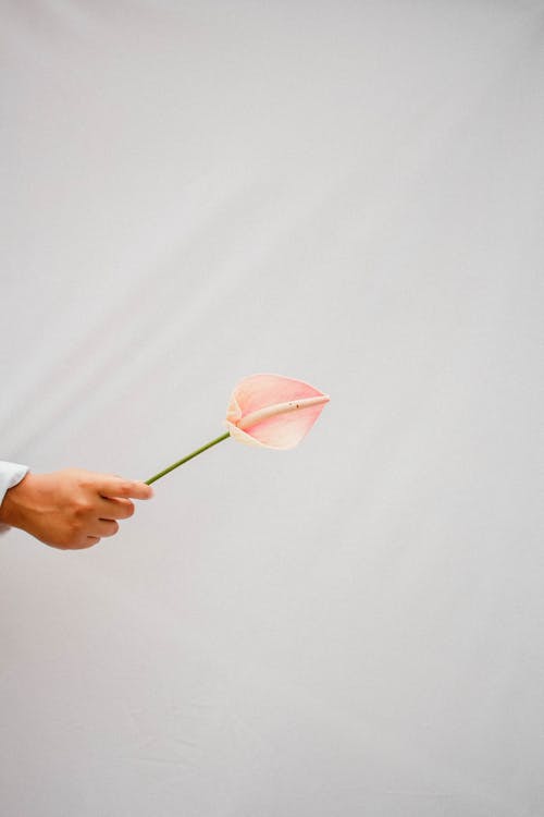 Free Hand Holding a Lily against a White Background Stock Photo