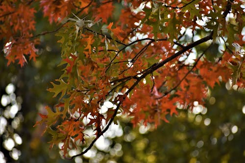 Základová fotografie zdarma na téma barvy podzimu, červená, les