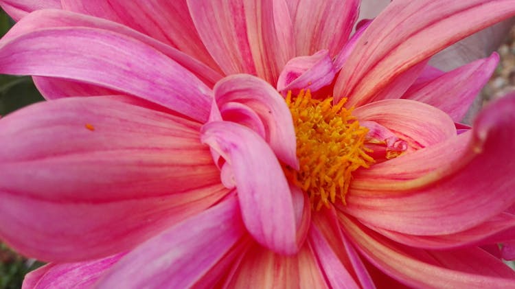 Macro Photography Of Pink Dahlia Flower