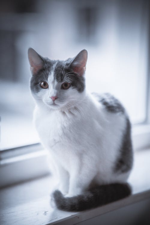 Photo of a Domestic Kitten Near a Window