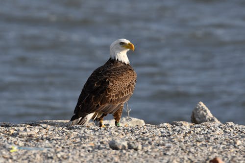 Brown and White Eagle Standing on Seashore