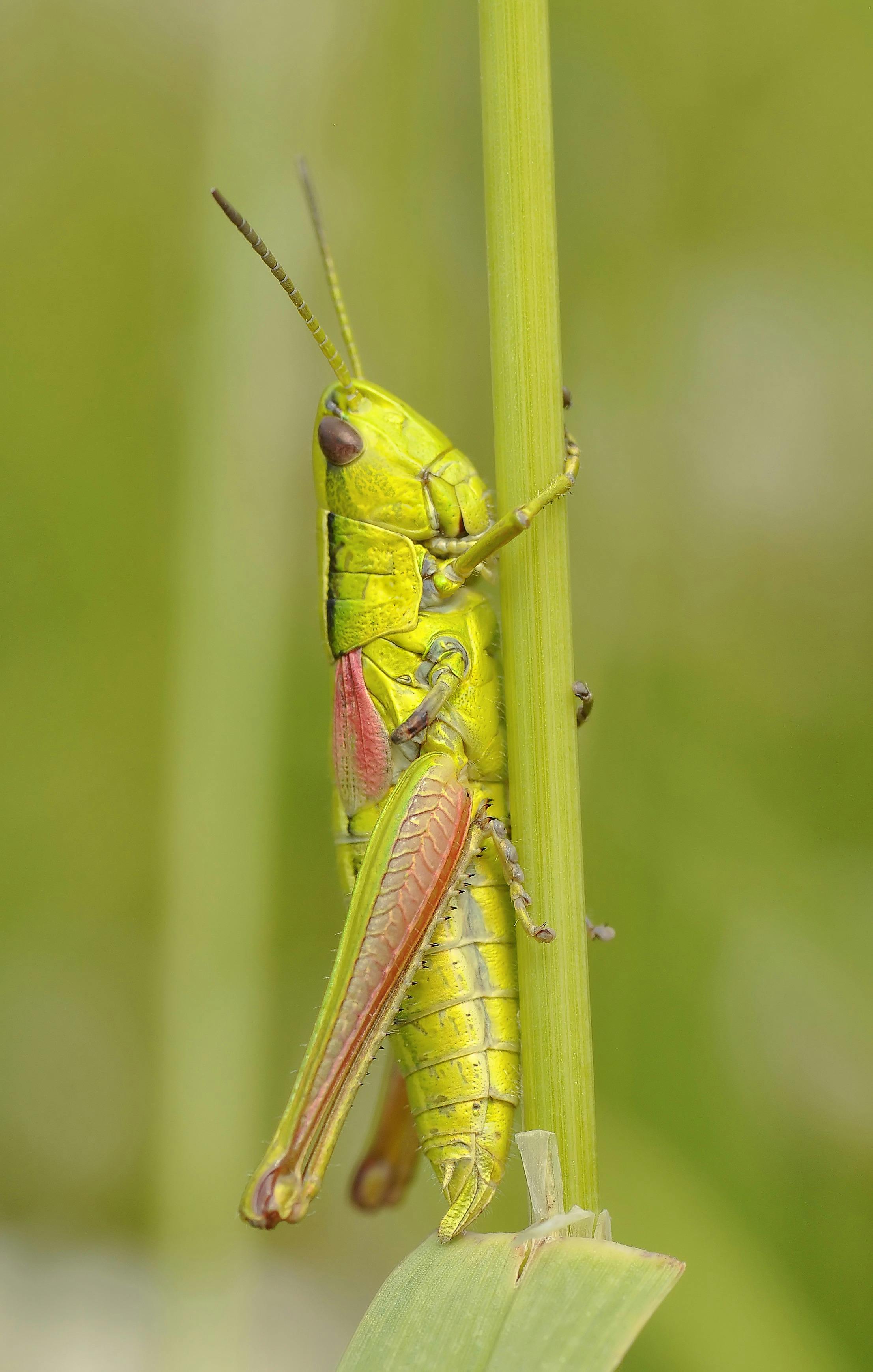 Selective Focus Of A Grasshopper On A Grass With Blurry Background Stock  Photo - Download Image Now - iStock