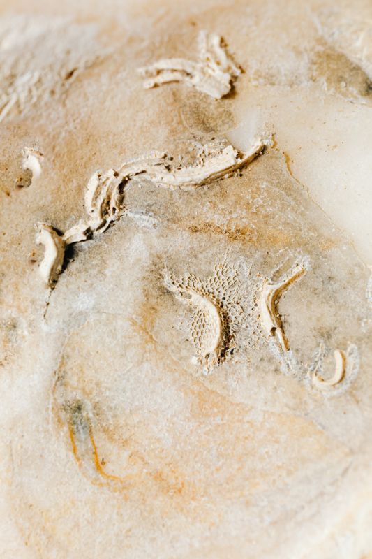 Nature Imprints
