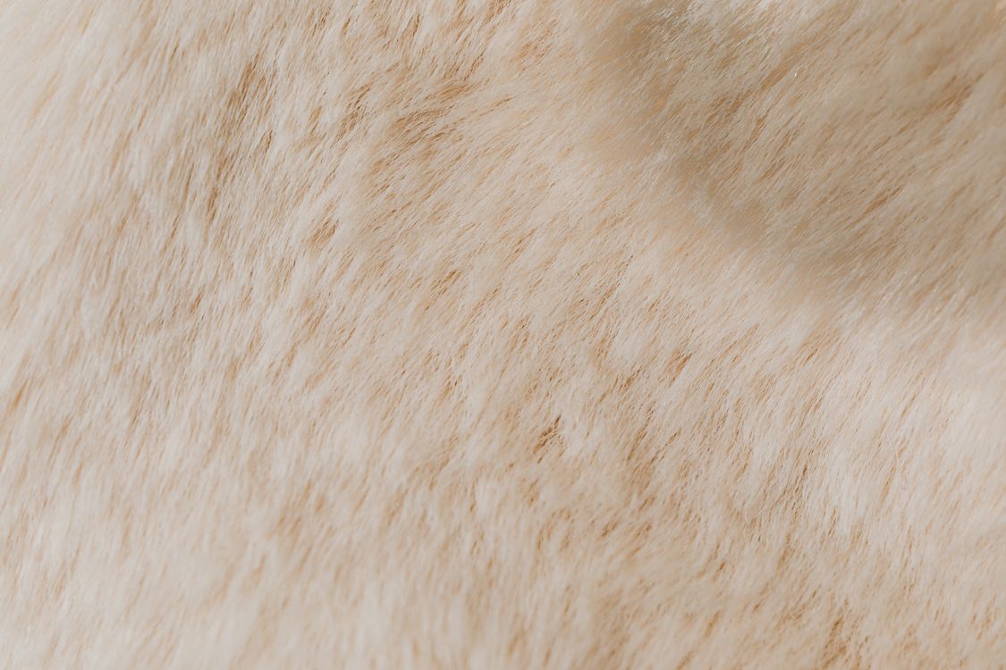 Close up of Fur · Free Stock Photo