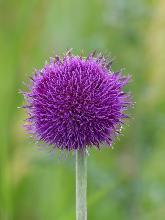 Free Purple Round Flower Stock Photo
