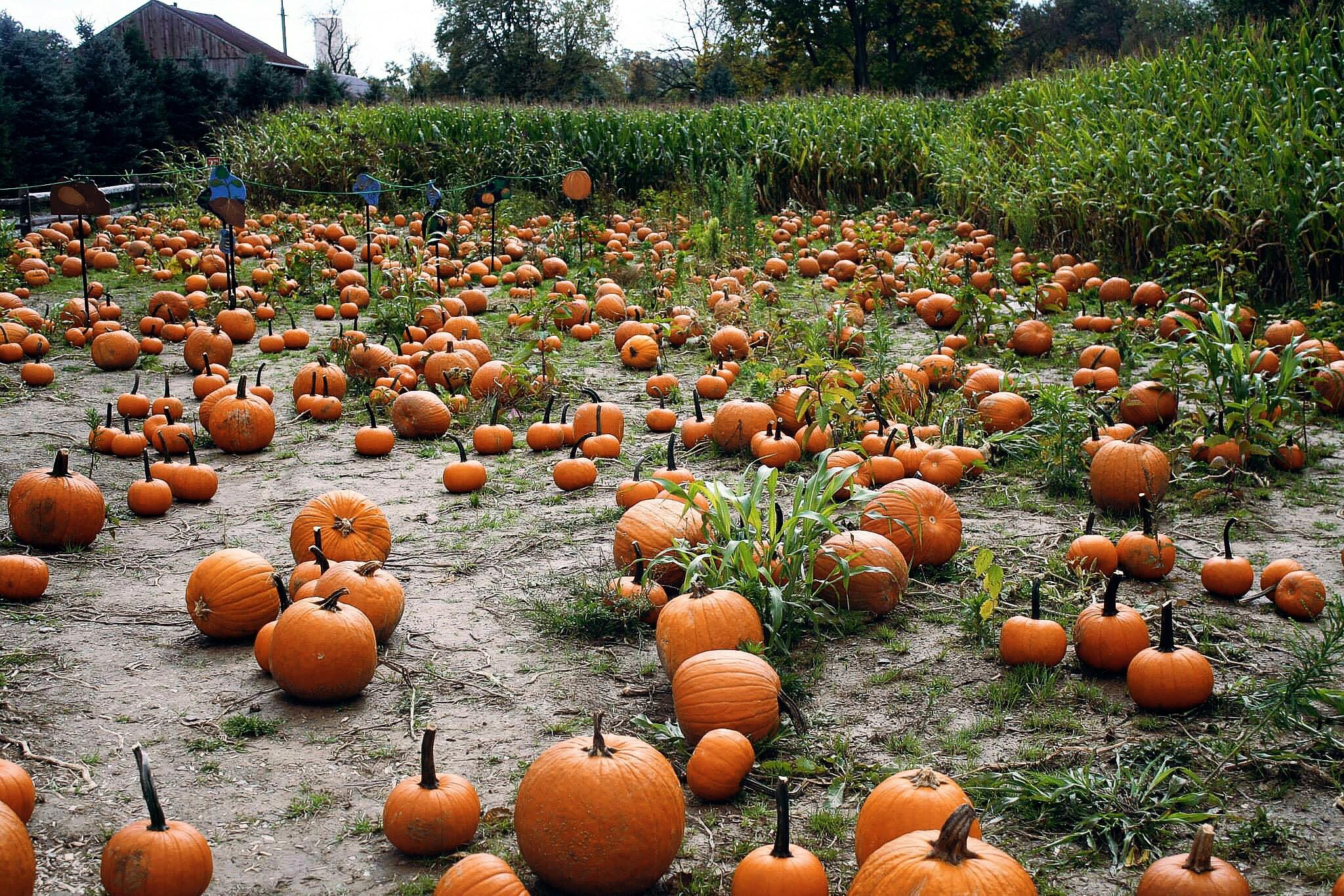 Free stock photo of pumpkin patch, pumpkins