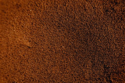 Close-up shot of a textured brown surface with intricate patterns and natural details.