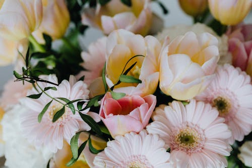 Foto stok gratis bunga-bunga, kelopak, kertas dinding