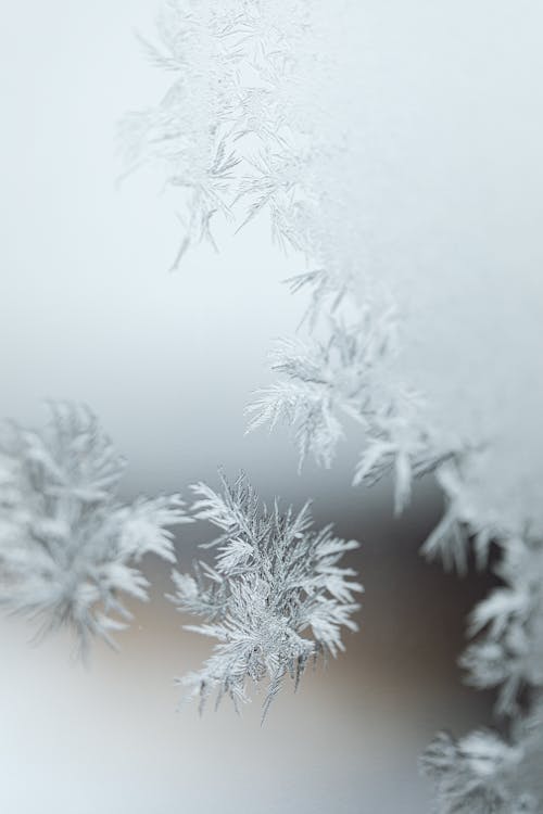 Бесплатное стоковое фото с вертикальный выстрел, зима, крупный план