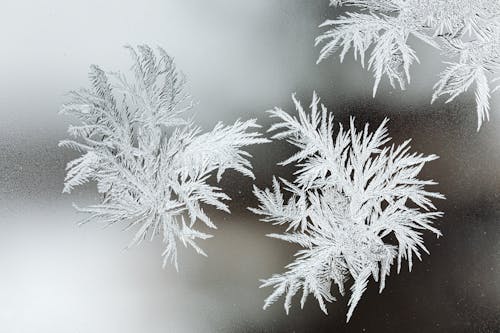 Are No Two Snowflakes Truly Alike?