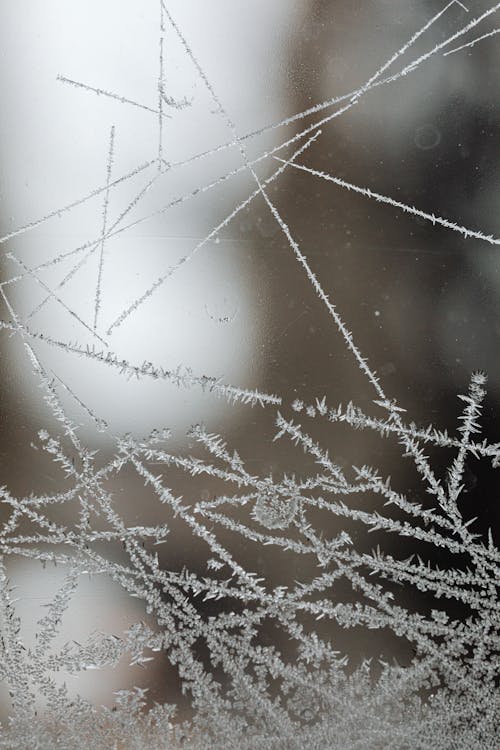 Gratis lagerfoto af frossen, frost, frostklædt Lagerfoto