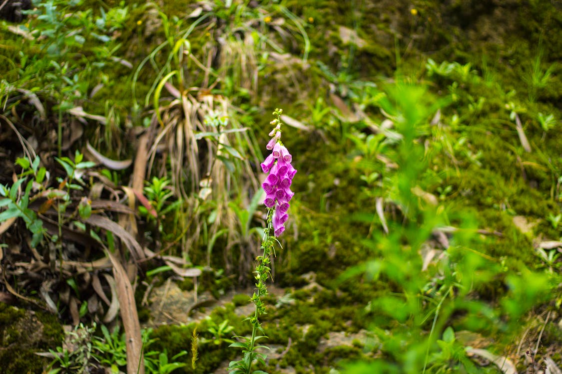 Fotos de stock gratuitas de flores, lila, montaña