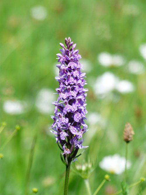 Free Beautiful purple wildflower blooming in a sunny meadow during spring. Stock Photo