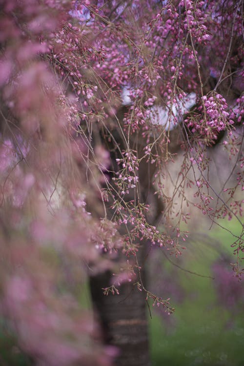 Foto stok gratis berbunga, bunga-bunga merah muda, fokus selektif