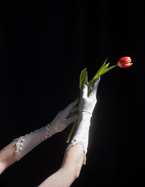 Crop unrecognizable female in elegant long silk gloves holding gentle fresh tulip in hands against black background