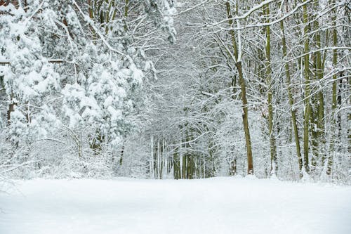 Foto profissional grátis de árvores, clima, com frio