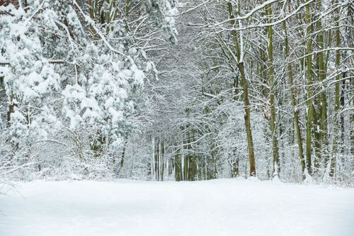 Free A serene winter forest with snow-covered trees creating a peaceful scene in Czechia. Stock Photo