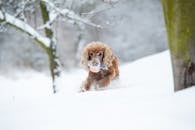 Brown Long Coated Dog on Snow Covered Ground