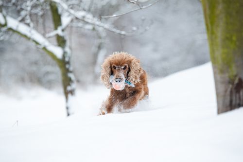 Free Adorable Cocker Spaniel playing joyfully in the snowy Czech forest during winter. Stock Photo