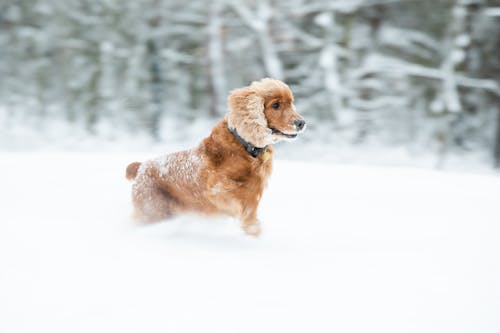 Free stock photo of animal, beautiful, chasing