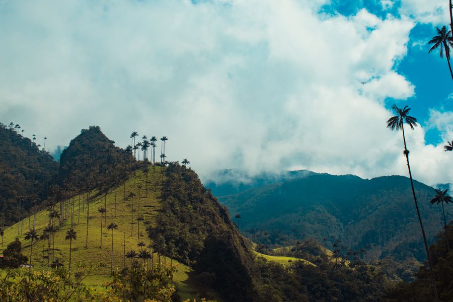 Údolí Cocora v departementu Quindío s voskovými palmami