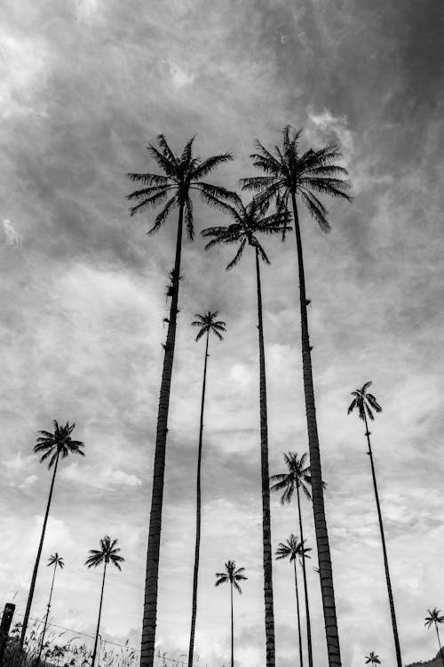 Free A Grayscale Photo of Palm Trees Under the Cloudy Sky Stock Photo