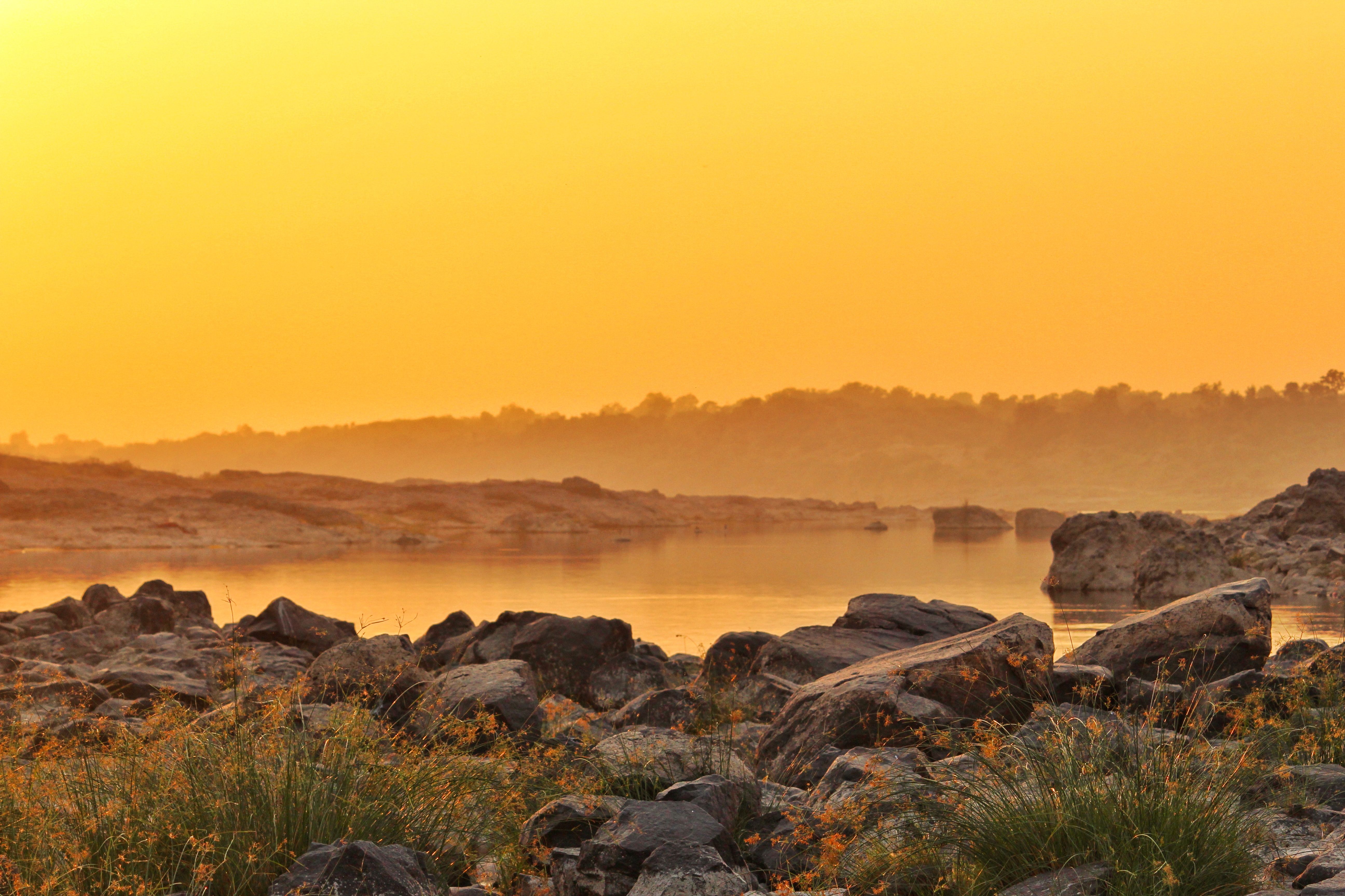Gratis Immagine gratuita di impianti, natura, sole della sera Foto a disposizione