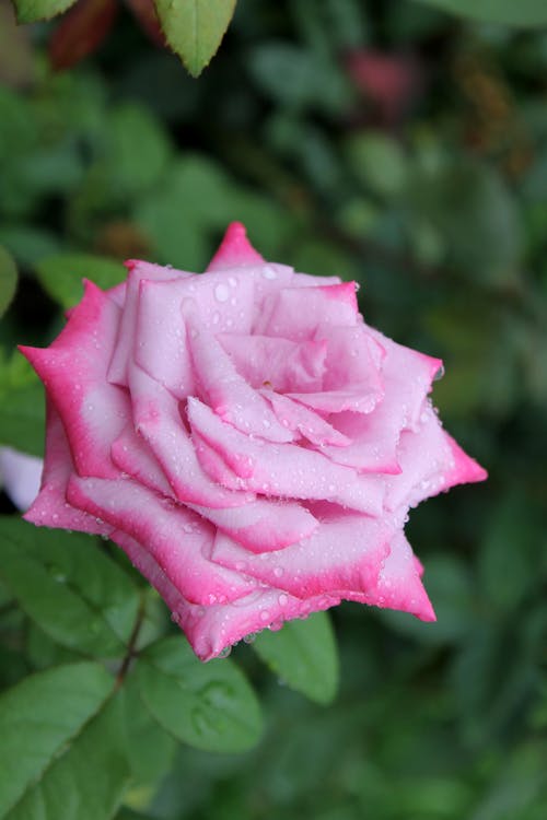 Pink Rose with Raindrops