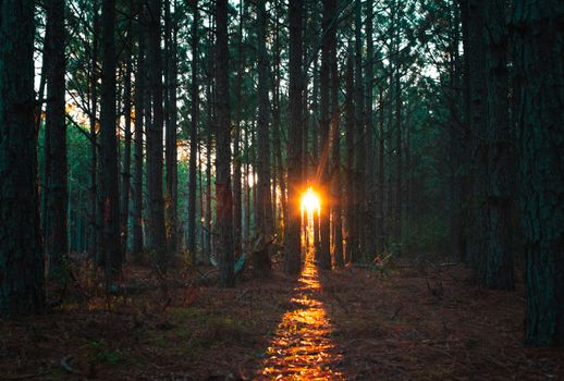 Golden Rays of Sun Through Trees