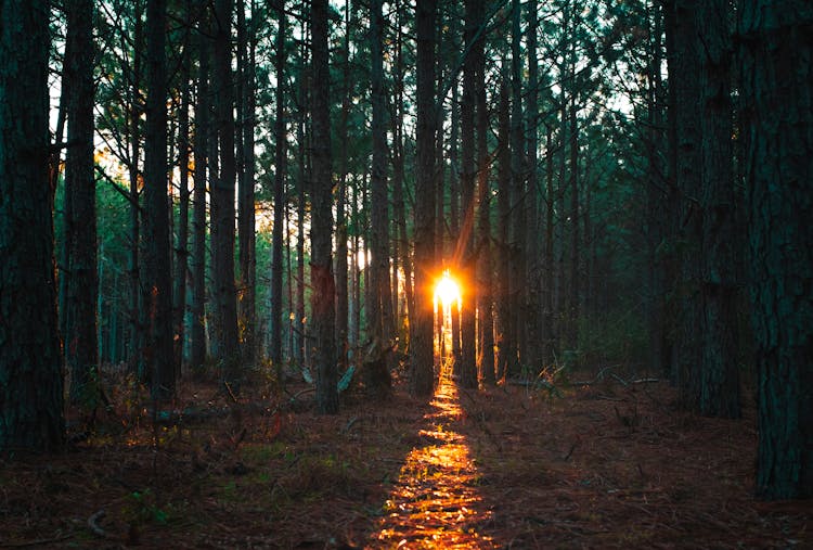 Golden Rays Of Sun Through Trees