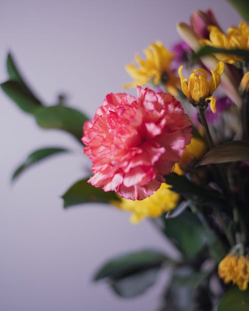 垂直拍摄, 特写, 綻放的花朵 的 免费素材图片