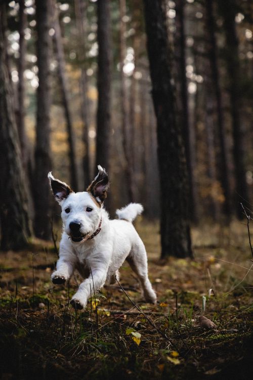 Free Cute Jack Russell terrier joyfully running through an autumn forest. Stock Photo
