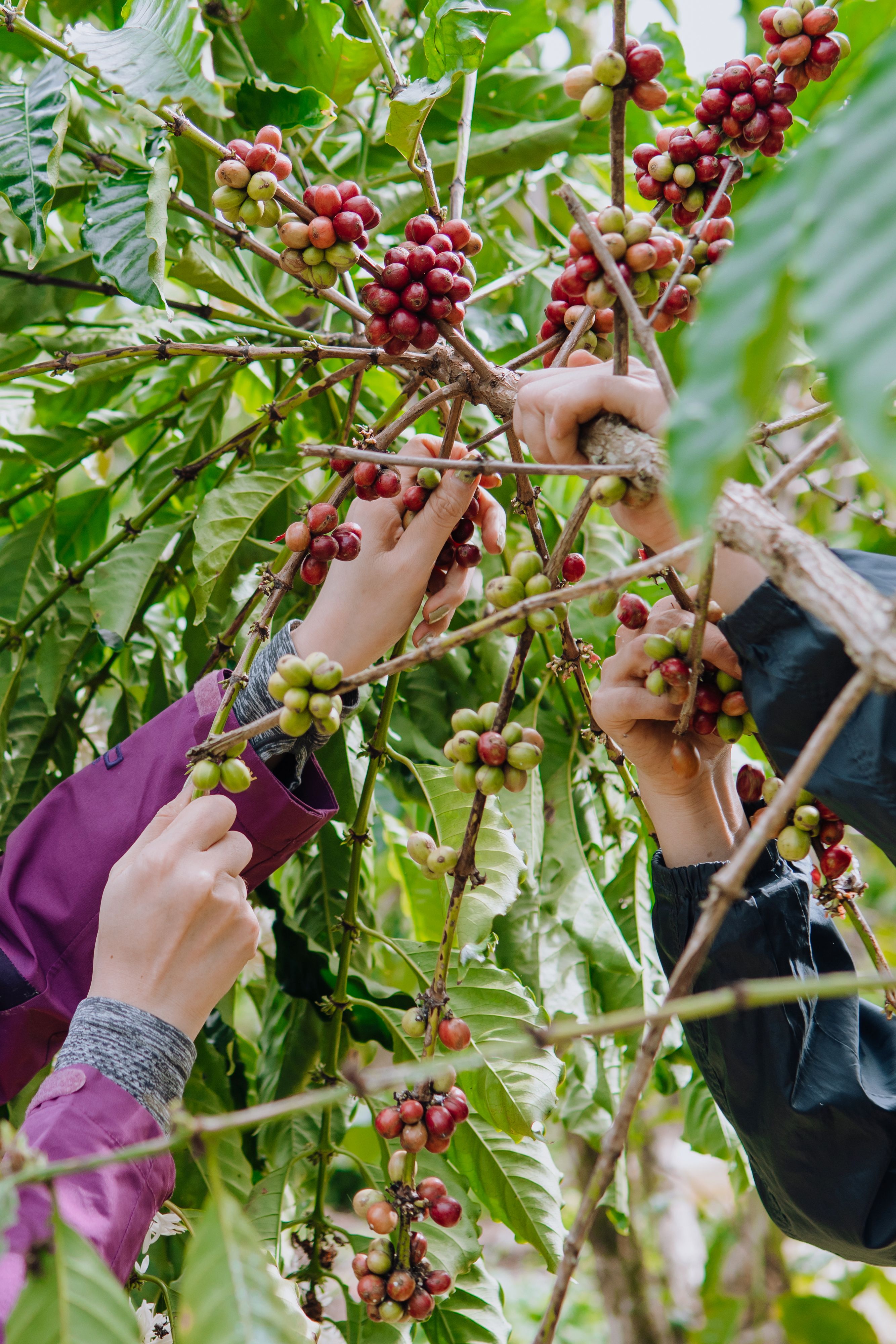 Hands picking ripe coffee cherries from trees in a vibrant Vietnamese farm.