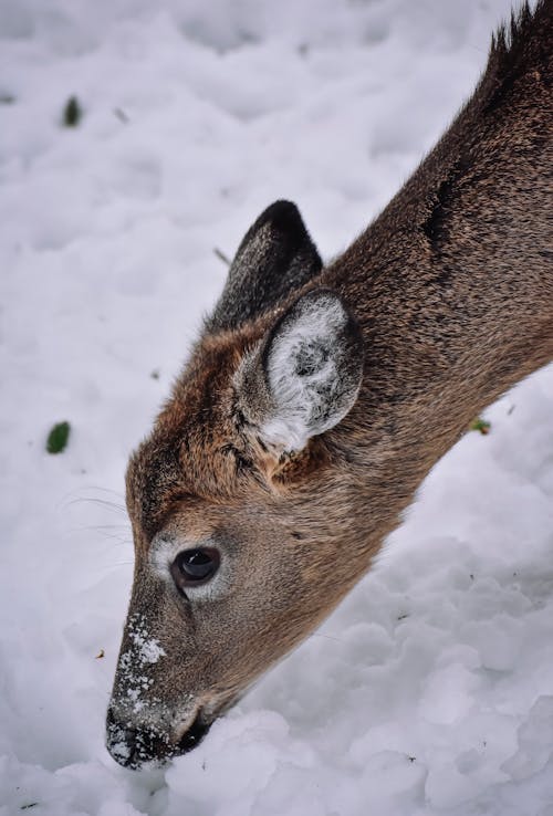 Brown Deer in Close Up Photography