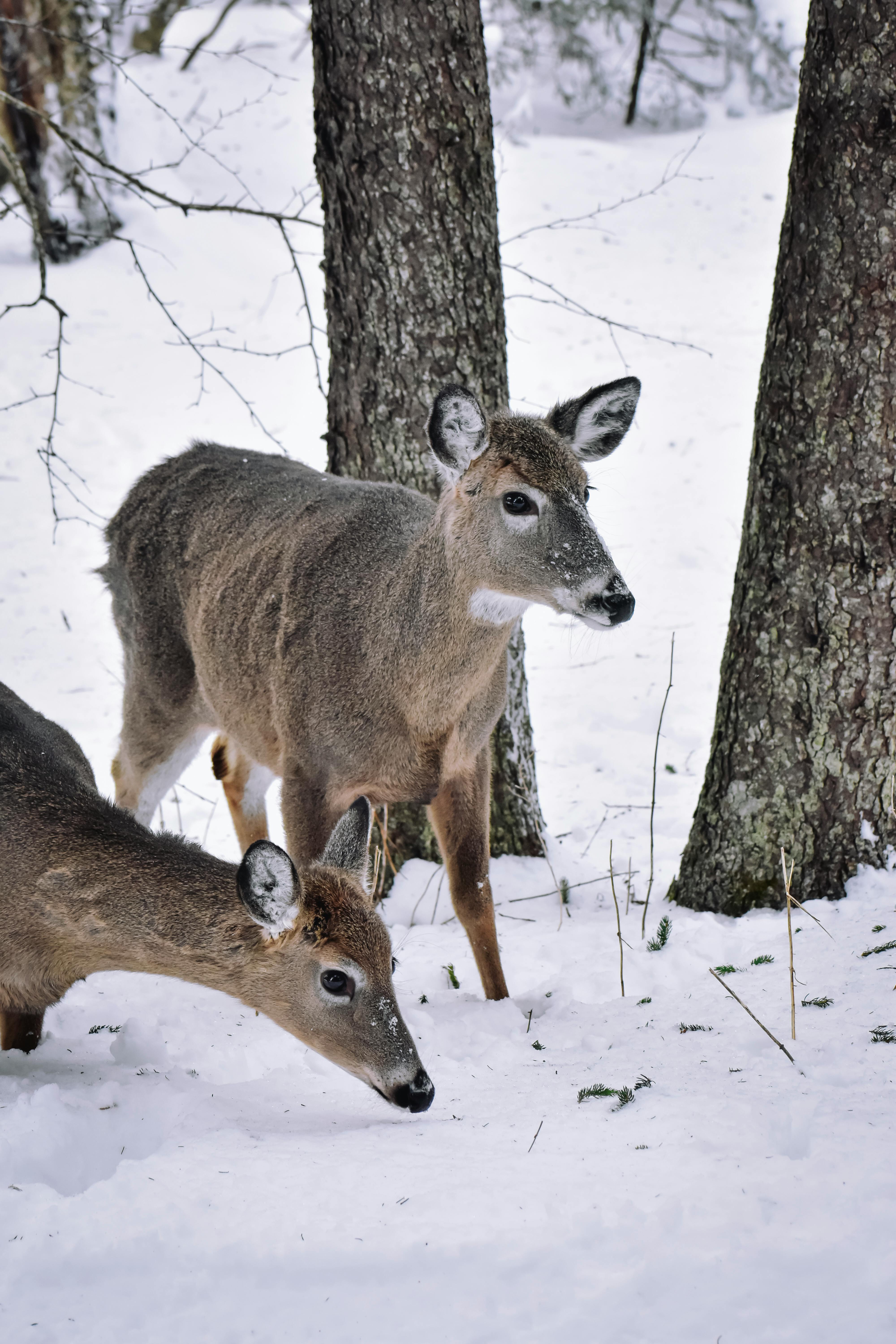 brown deers on snow covered ground