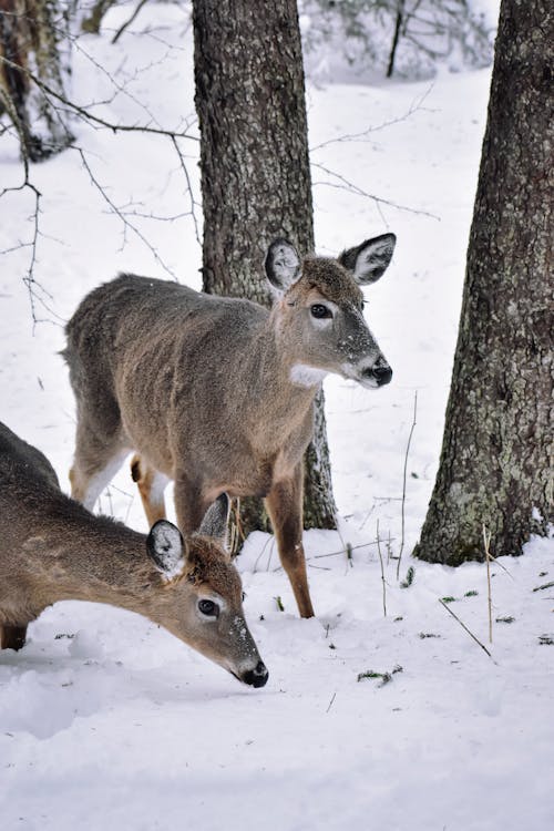Brown Deers on Snow Covered Ground