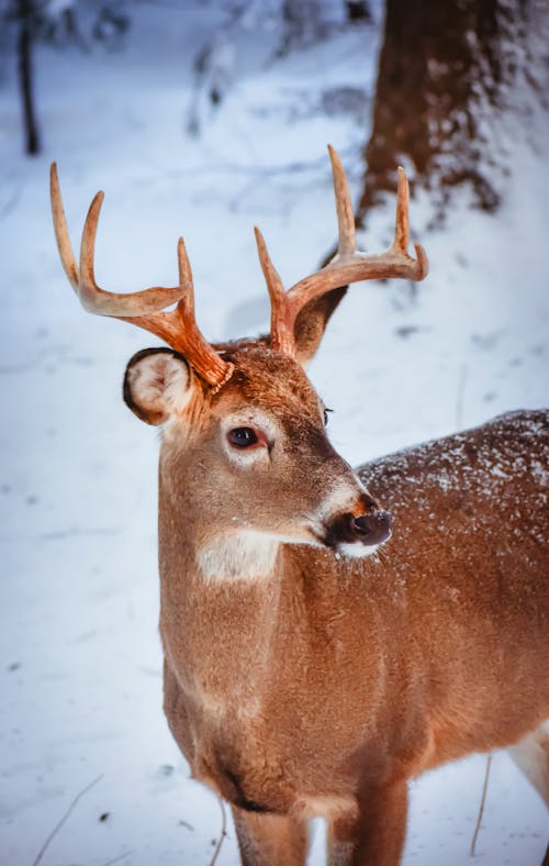 Free Brown Deer with Antlers Stock Photo