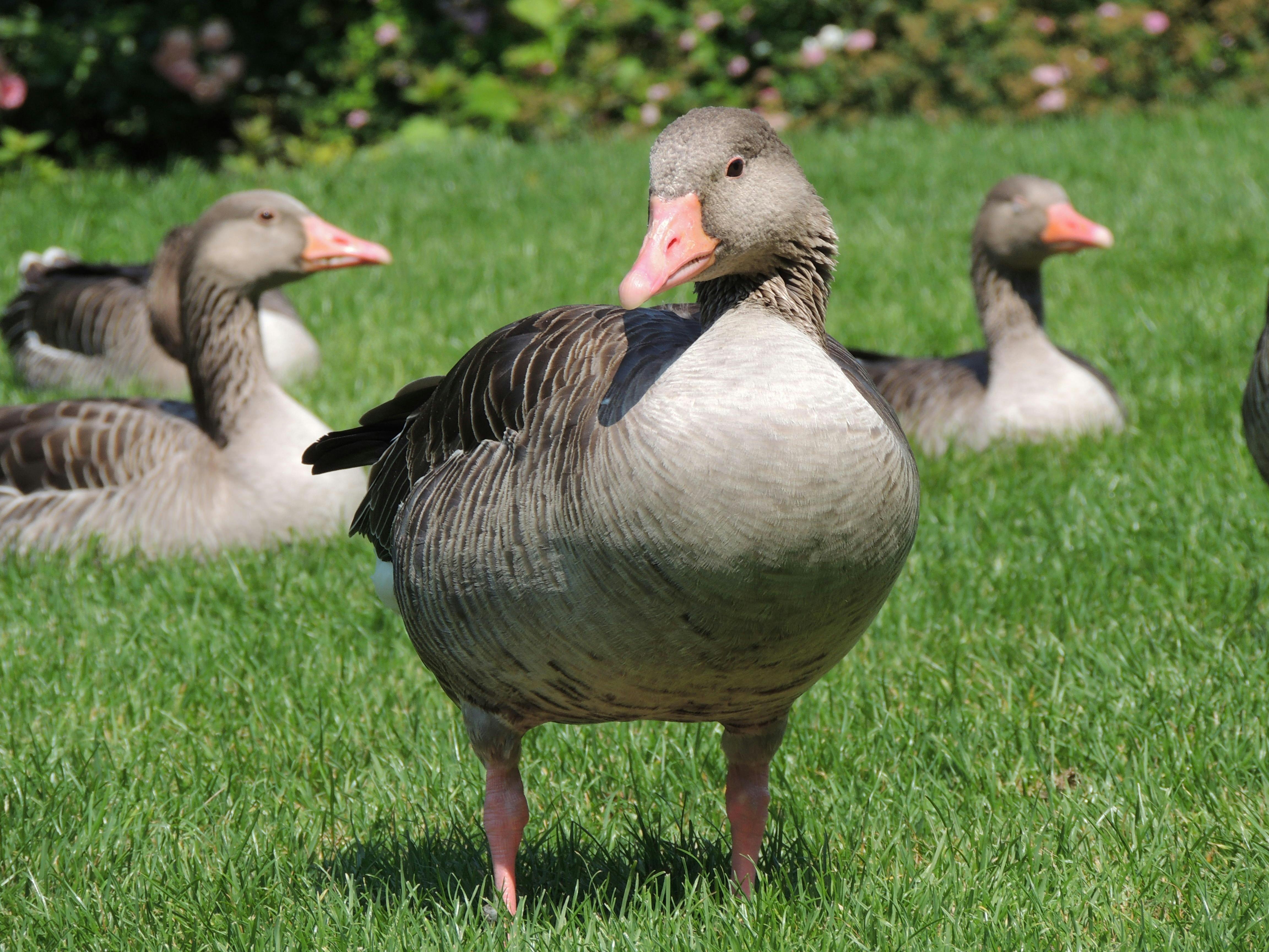 grey and black goose on green grass field free stock photo