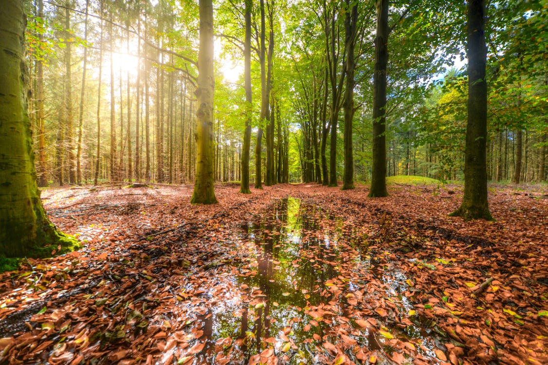 Photos gratuites de arbres, campagne, chemin